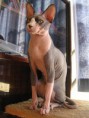 Gato Sphynx